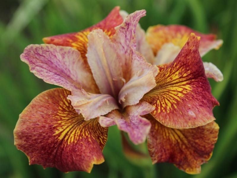 Iris - sibirica Paprikash